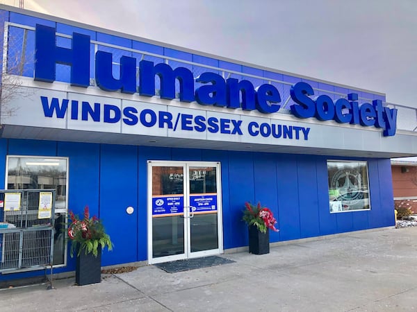 Humane Society raising money to renovate cat intake rooms