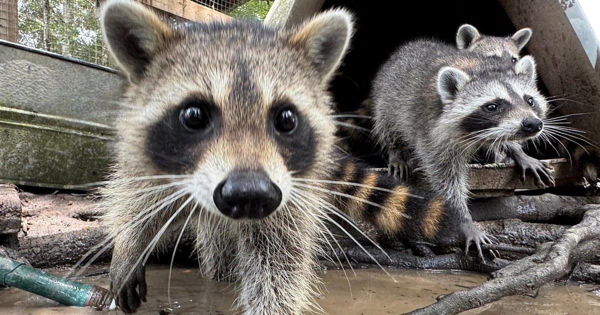 A raccoon boot camp in Mississippi teaches abandoned kits survival skills - CTV News