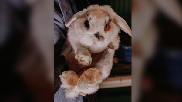 Animal rescue charity calls on province to resolve B.C.’s abandoned bunny issue