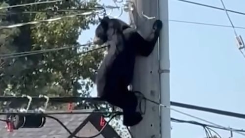 Bear-y unusual visitor outside the Sault police station