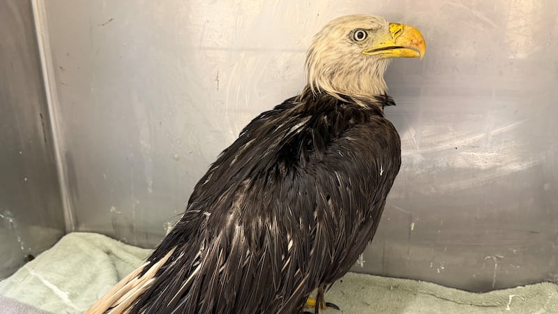 Bald eagle covered in ‘goo’ rescued from Brantford, Ont. garbage dump