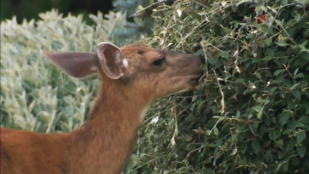 Blacktail Blacktail deer cull approved in Victoria suburb