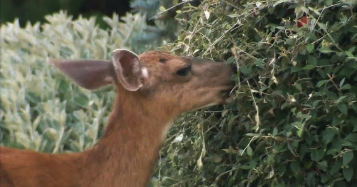 Blacktail Blacktail deer cull approved in Victoria suburb