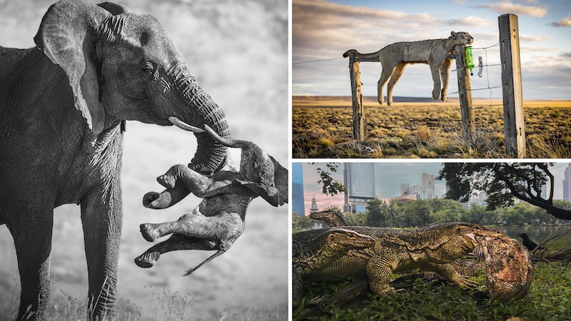 These are the winning images for Wildlife Photographers of the Year 2026