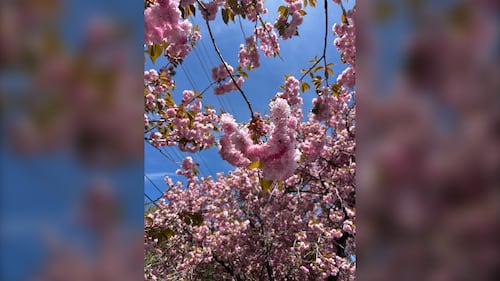 Cherry blossoms are pictured up close.