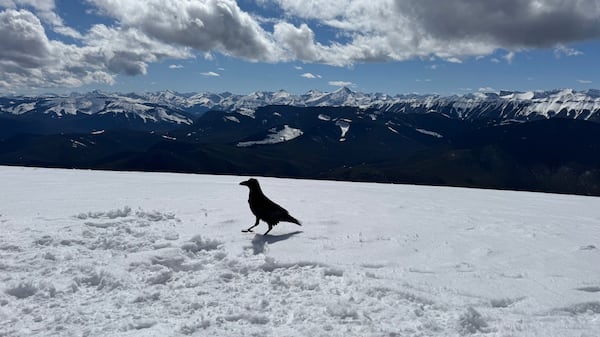 Warm, sunny skies coming to Calgary ahead of weekend