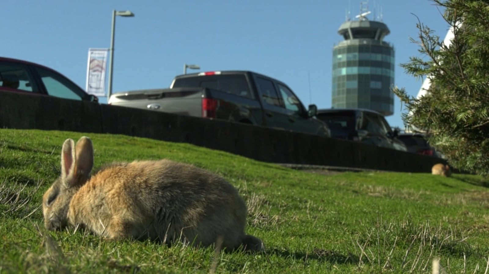Rabbit rescue society warns Vancouver's feral population is about to ...