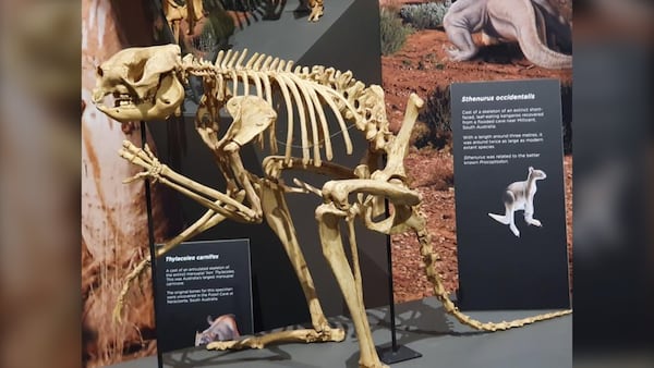 Fossils challenge long-held belief that giant kangaroos couldn’t hop