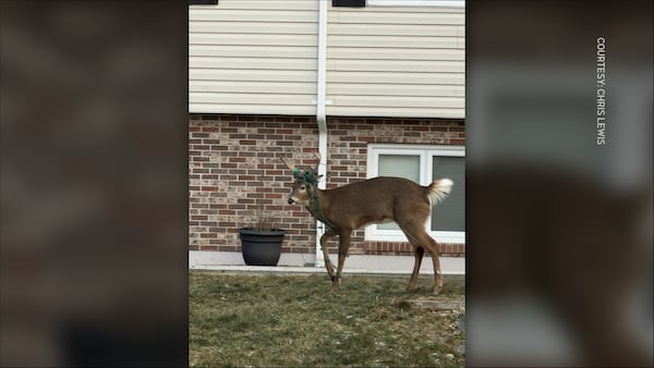 Deer spotted in Bedford, N.S., with Christmas lights tangled in antlers