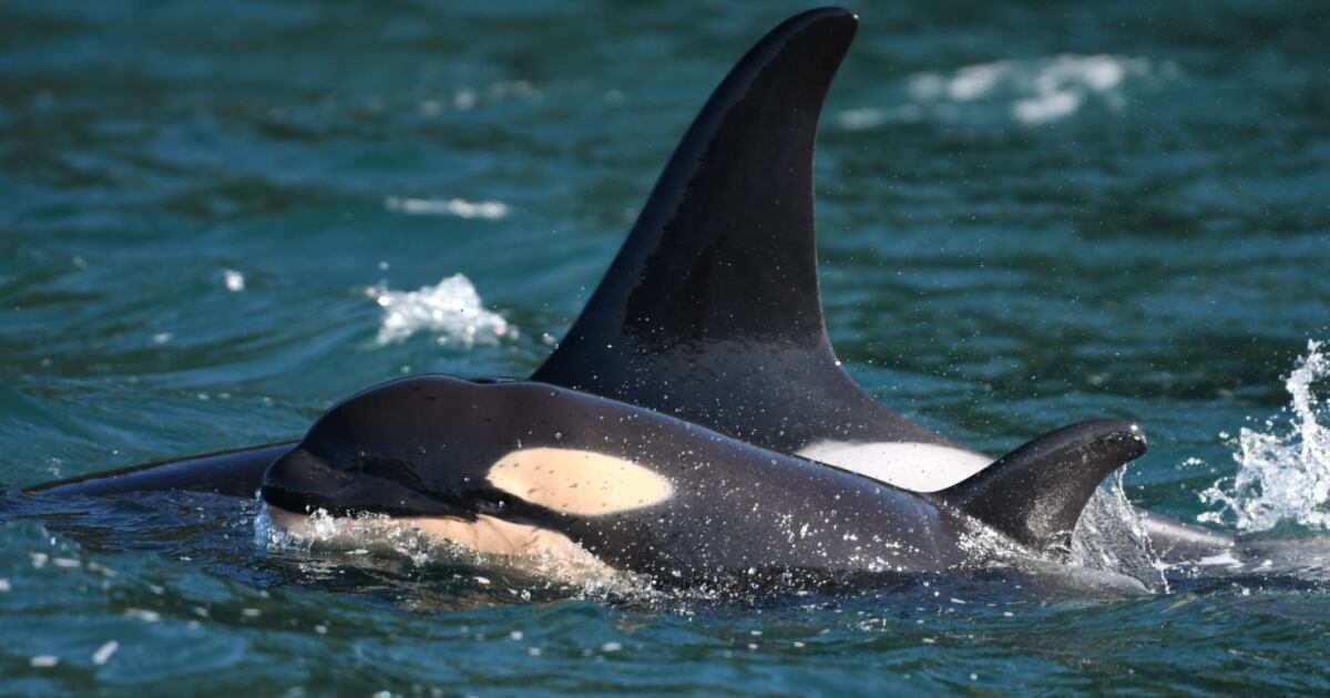 Birth of orca calf draws 3 pods to waters off Vancouver Island
