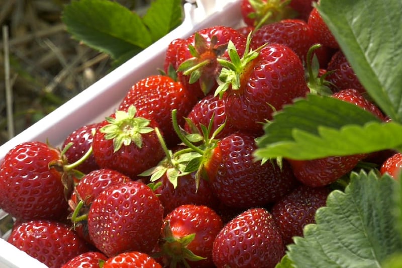 Strawberry season ramps up across northern Ontario