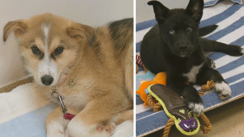 ‘Seamless transfer’: Here’s how animals transferred from the north are settling in