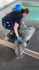 A seal at the Edmonton Valley Zoo on March 31, 2026. (Dave Mitchell/CTV News Edmonton)