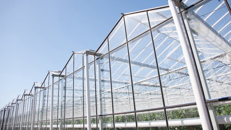Ontario greenhouse growers say their produce is safe amid cyclospora outbreak