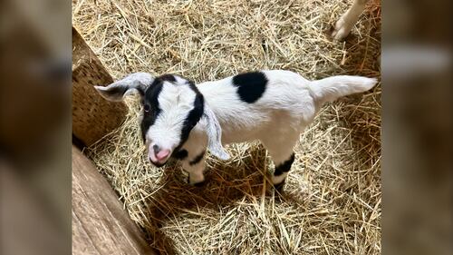 One of 11 baby goats born at Hatfield Farm in Hammonds Plains, N.S., in late December 2025, is pictured. (Mike Lamb / CTV Atlantic)