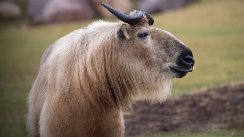 ‘Perfectly peculiar’ animal coming to the Wilder Institute/Calgary Zoo