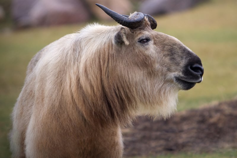‘Perfectly peculiar’ animal coming to the Wilder Institute/Calgary Zoo