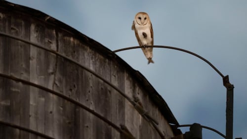 A rare family of barn owls moved into Manhattan's Upper West Side. New Yorkers are captivated