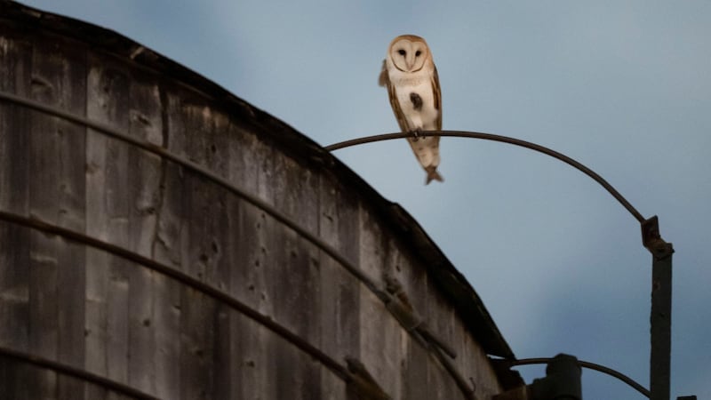 A rare family of barn owls moved into Manhattan's Upper West Side. New Yorkers are captivated