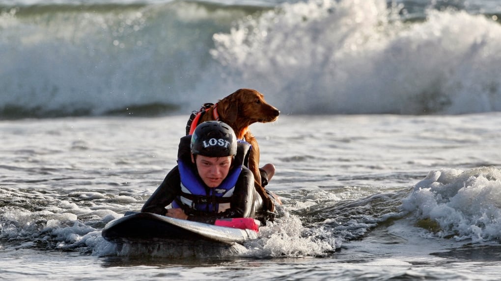Patrick Ivison Ricochet, San Diego's surfing therapy dog, dies at 15