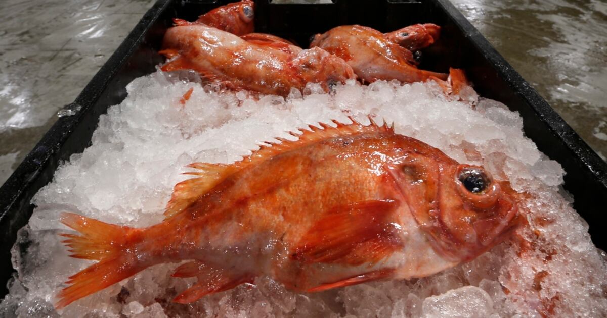 Seafood industry rebranding 'trash fish'