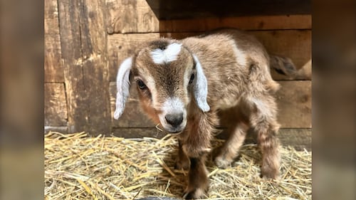 One of 11 baby goats born at Hatfield Farm in Hammonds Plains, N.S., in late December 2025, is pictured. (Mike Lamb / CTV Atlantic)
