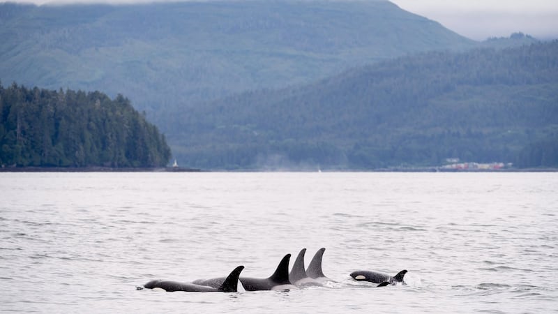 Climate groups launch ad blitz, warn of threat to whales from major projects push