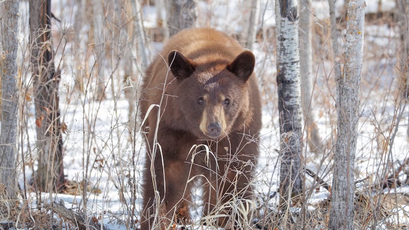 Bear aware: Elk Island National Park educating tourists on black bear sightings