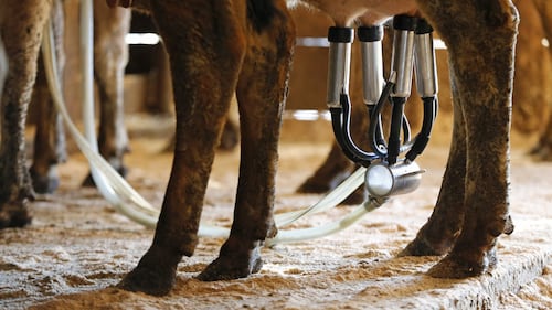 U of A research pushes back against unpasteurized milk advocates