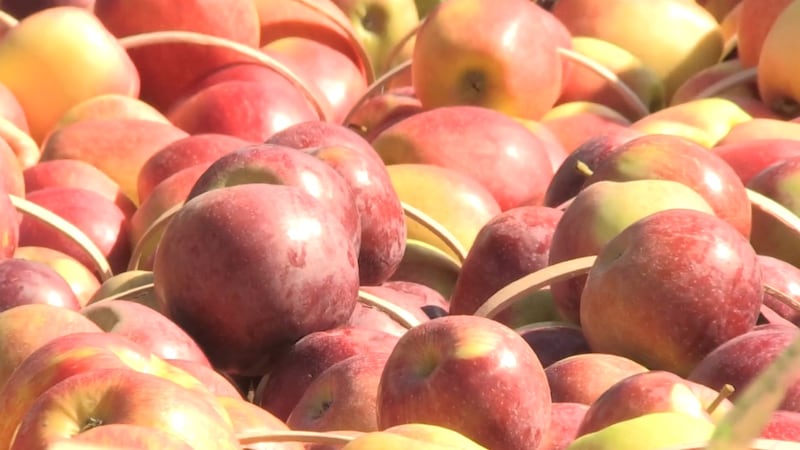 Scammers continue to prey on small community festivals