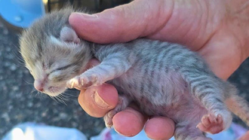 Seven cats rescued from under OPP vehicle