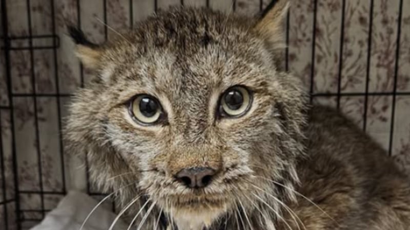 Critically ill lynx receives care at Aspen Valley Wildlife Sanctuary