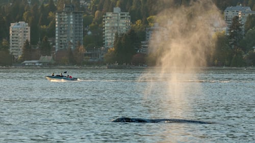 Ottawa proposes $164M in whale protection funding for waters off B.C. coast