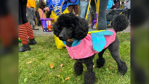 A dog dressed up for the Halloween Trick-or-Treat Trail Walk is pictured at the Gaetz Brook Greenway in East Chezzetcook, N.S., on October 25, 2025. (Emma Convey / CTV Atlantic)