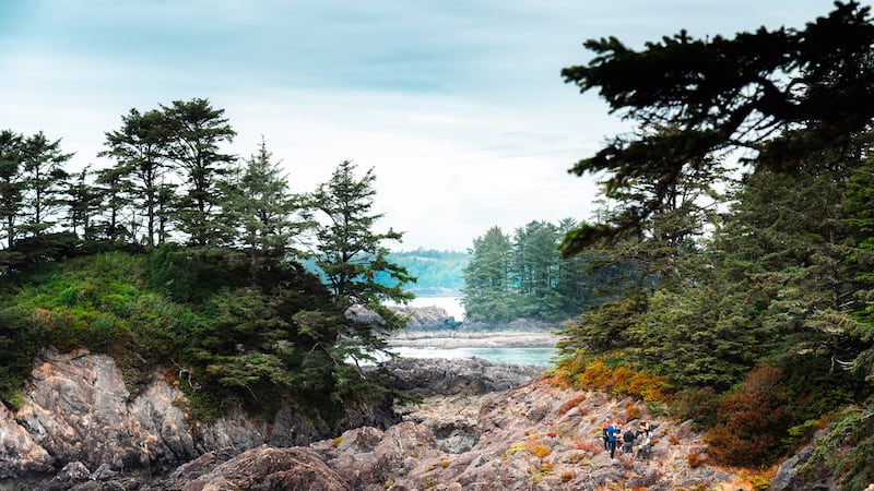 B.C. unveils major reforestation plan as wildfire recovery continues