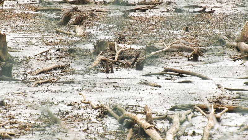 North Bay woman sounds alarm as wetland is drained near housing development