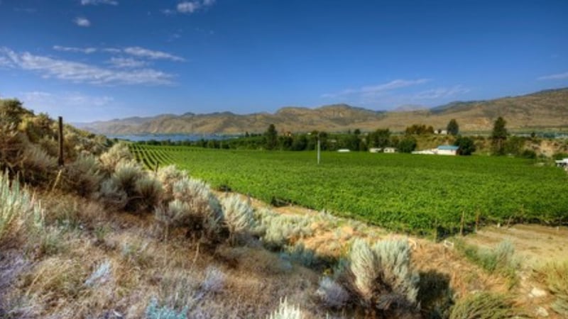 These are B.C.’s top 50 wines, according to local industry group