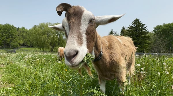 ‘Controlling nature without impacting it’: GTA program uses goats to counter invasive plant species