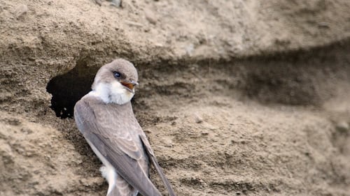 Quebec company fined $75K for harming threatened bank swallows