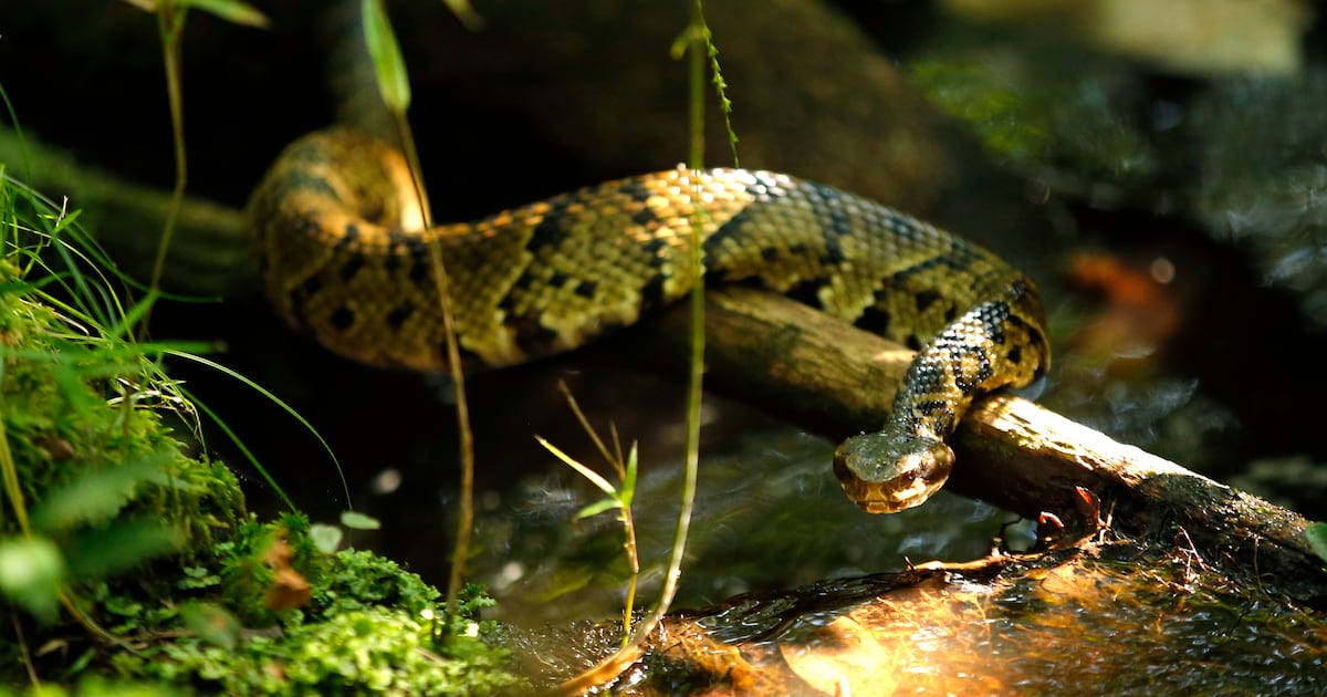 Photo: ctvnews.ca A venomous cottonmouth snake. (AP Photo/Robert F. Bukaty)