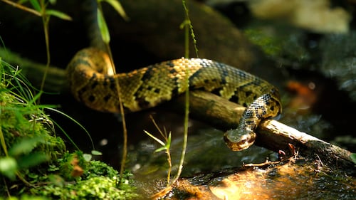 High school football player in Arkansas practices with a venomous snake in his helmet