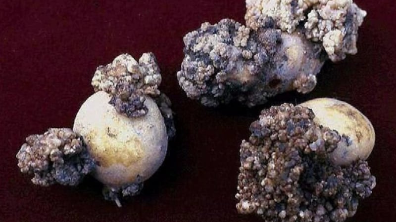There’s a push in the U.S. to ban P.E.I. potatoes. Here’s why