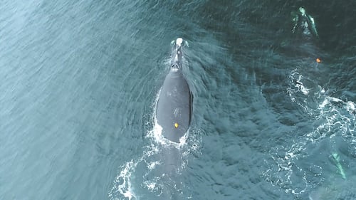 North Atlantic right whales at greater risk of collision with boats at night: study