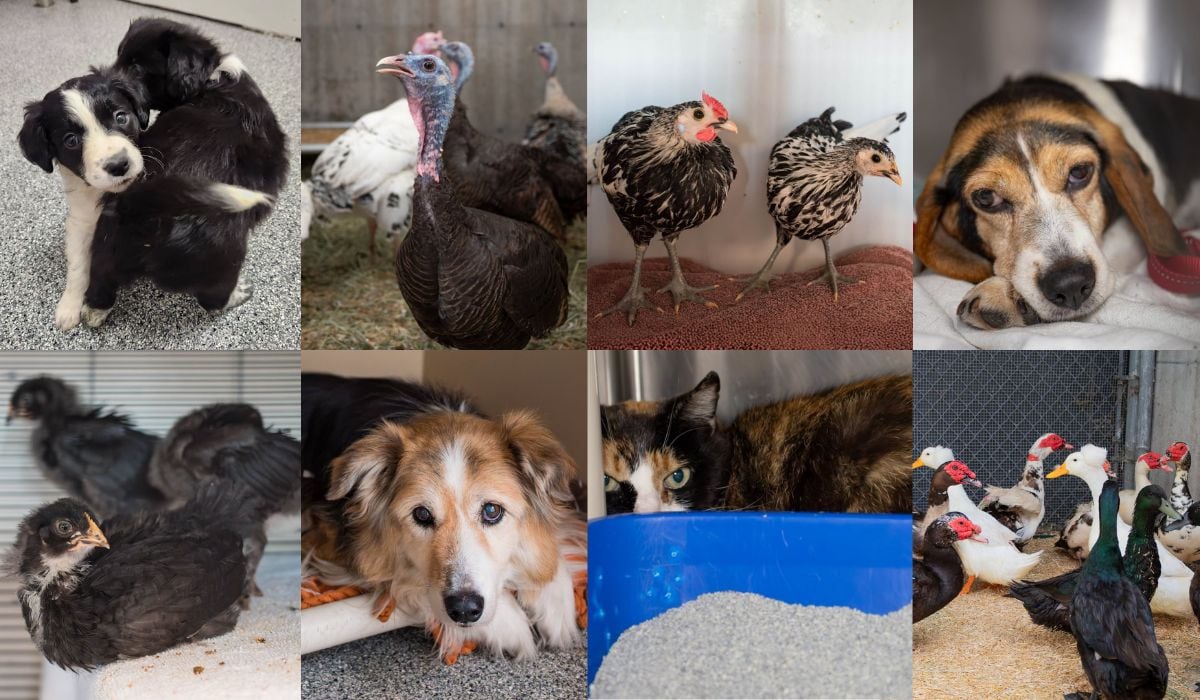 Dogs, horses, turkeys and many others discovered in inhospitable conditions