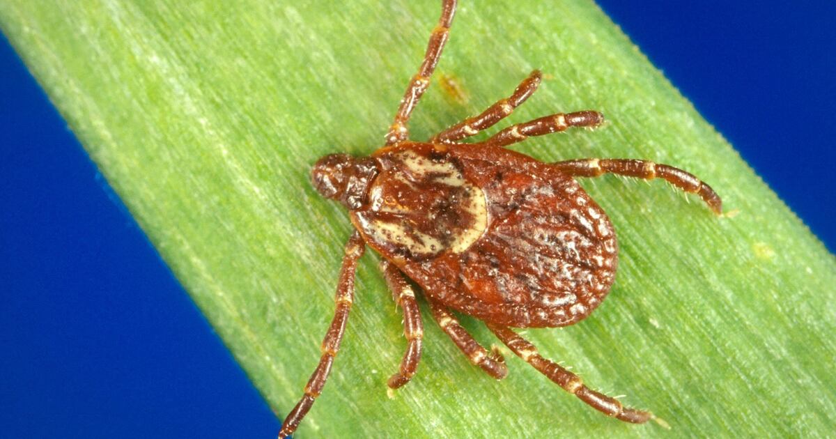 Ft Ticks Still tick-ing during winter months – CTVNews