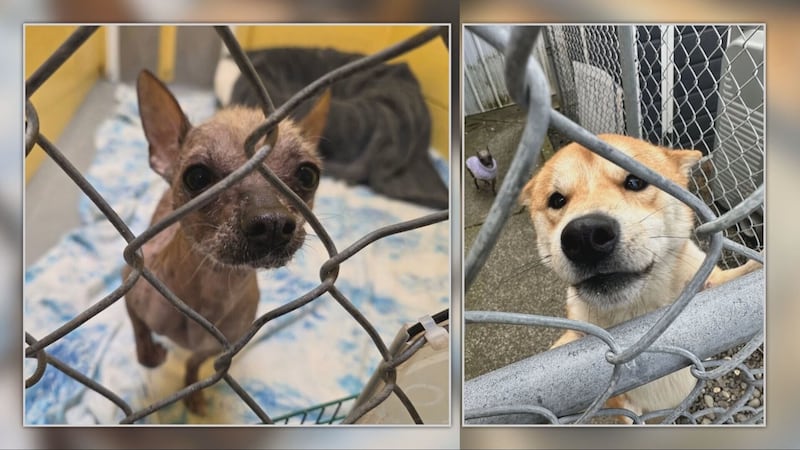 Dogs and cat rescued from garbage-filled RV
