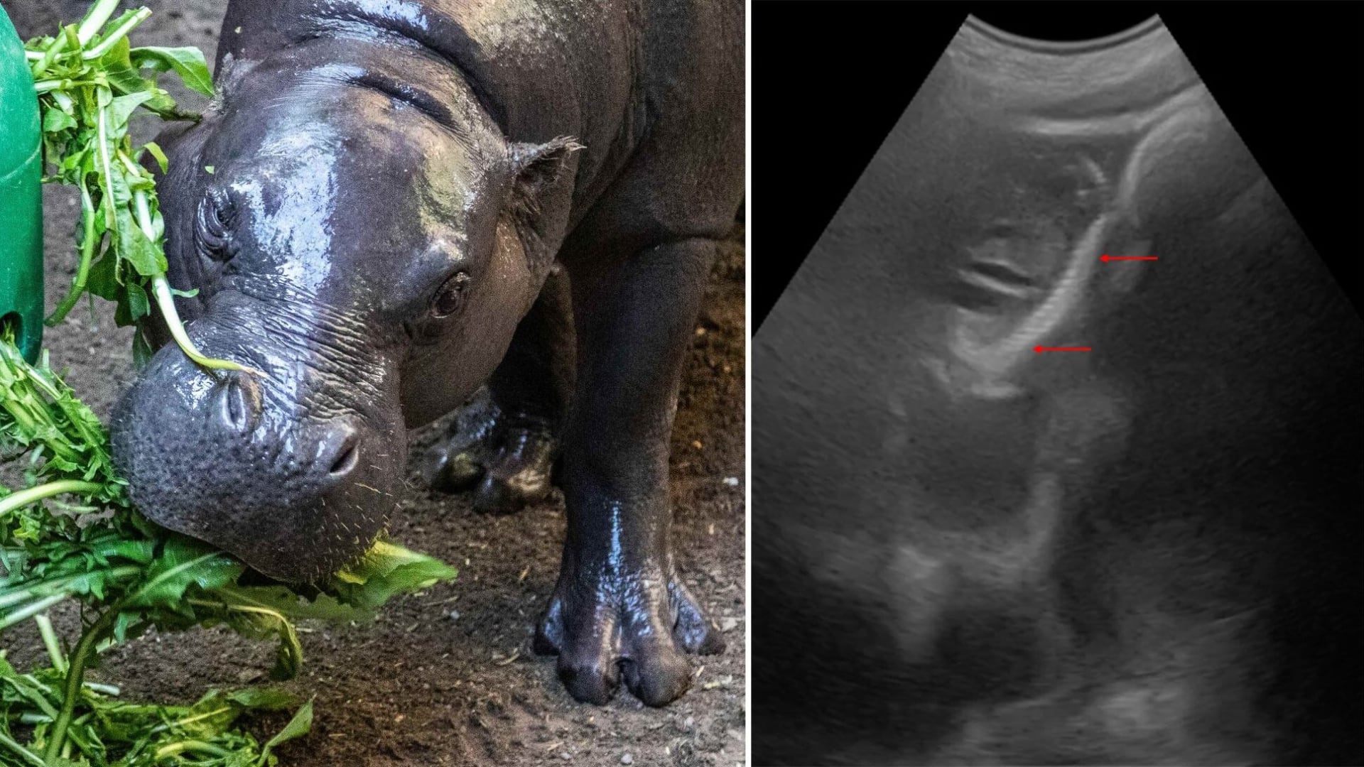Toronto Zoo announces Kindia the pygmy hippo is pregnant
