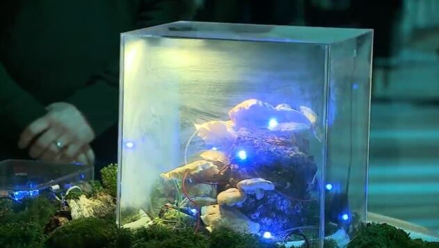 Earth Day exhibit turns mushrooms into music at Arcadia Earth