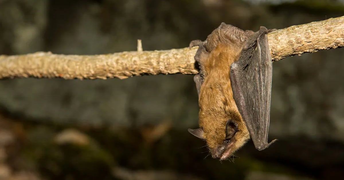 Bat infestation closes N.B. school – CTVNews