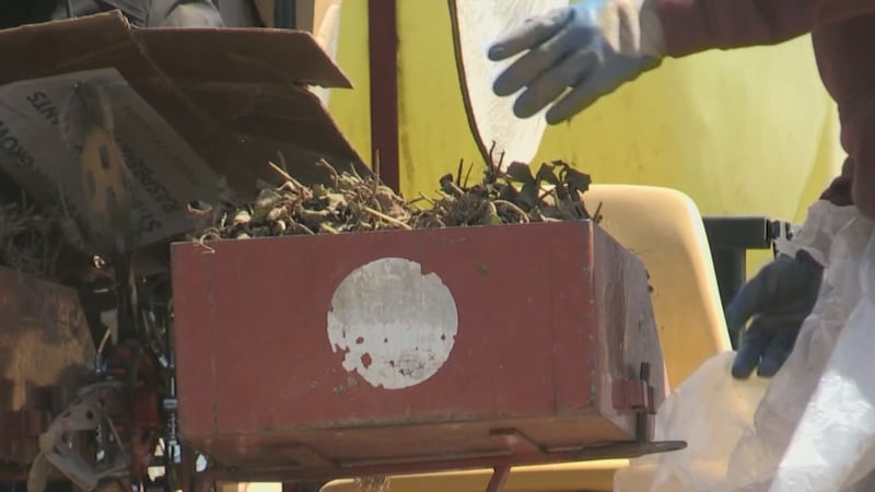 Workers are finally back in the fields at Barrie Hill Farms